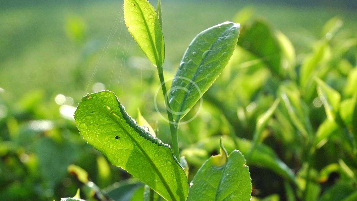 All the steps it takes to deliver the finest tea